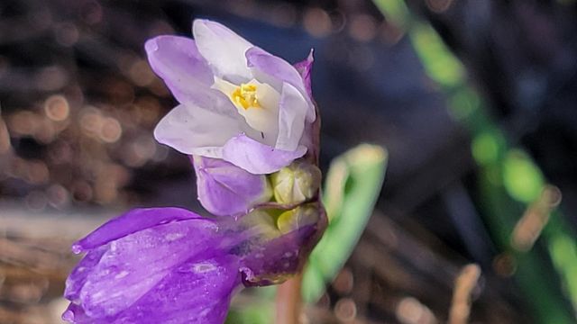 Lot 42 Quail Ridge Road, Cottonwood, CA 96022