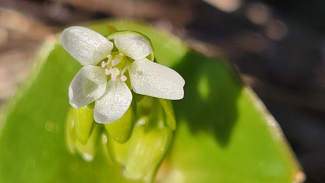 Lot 42 Quail Ridge Road, Cottonwood, CA 96022