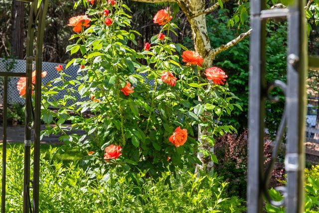 14986 Margot Lane, Pine Grove, CA 95665