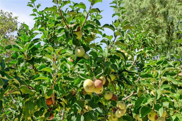 10684 Lakeview Road, Yucaipa, CA 92399