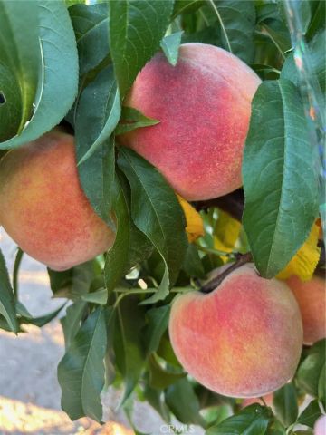 10684 Lakeview Road, Yucaipa, CA 92399