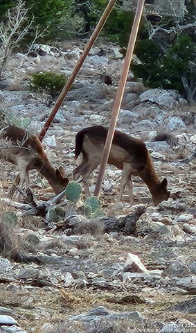 58 SD 43010, Rocksprings, TX 78880