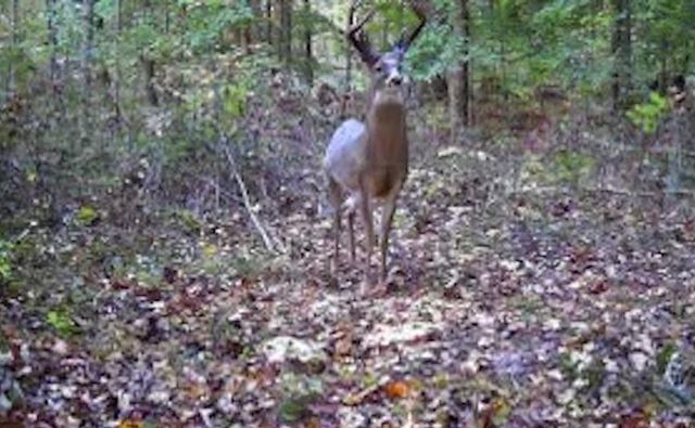 2748 Damron Creek Road, Russell Springs, KY 42642