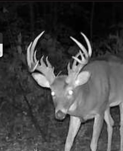 2748 Damron Creek Road, Russell Springs, KY 42642