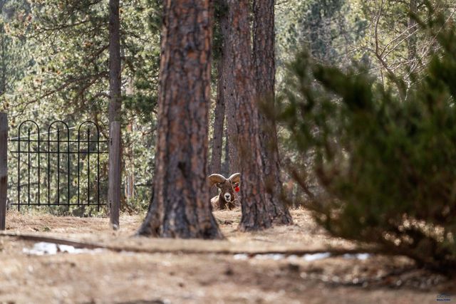 13646 TWISTED PINES TRL, Rapid City, SD 57702