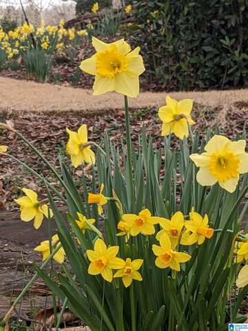 1065 SAINT ANDREWS PARKWAY, Oneonta, AL 35121