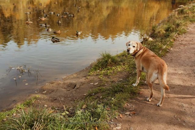 417 Heritage Ranch Trail, Sherman, TX 75092