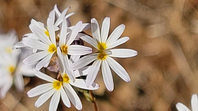 Lot 30 Lack Creek Drive, Shingletown, CA 96088