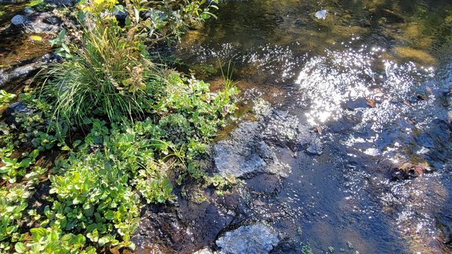 Lot 30 Lack Creek Drive, Shingletown, CA 96088