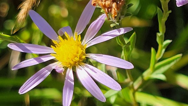 Lot 30 Lack Creek Drive, Shingletown, CA 96088