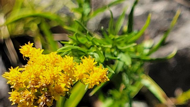 Lot 30 Lack Creek Drive, Shingletown, CA 96088