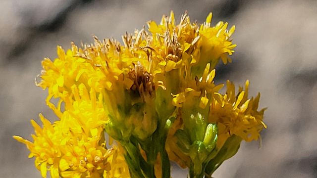 Lot 30 Lack Creek Drive, Shingletown, CA 96088