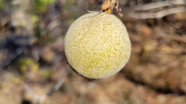 Lot 30 Lack Creek Drive, Shingletown, CA 96088