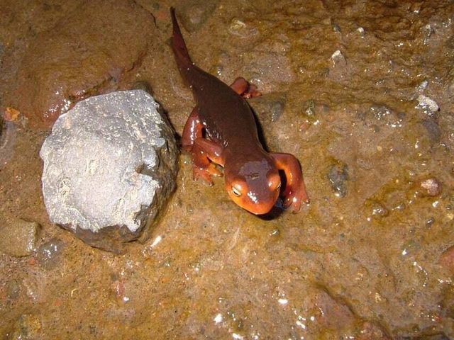 Lot 30 Lack Creek Drive, Shingletown, CA 96088