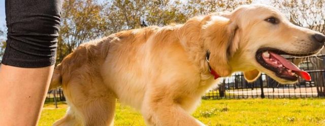 19419 Canter Field Court, Tomball, TX 77377