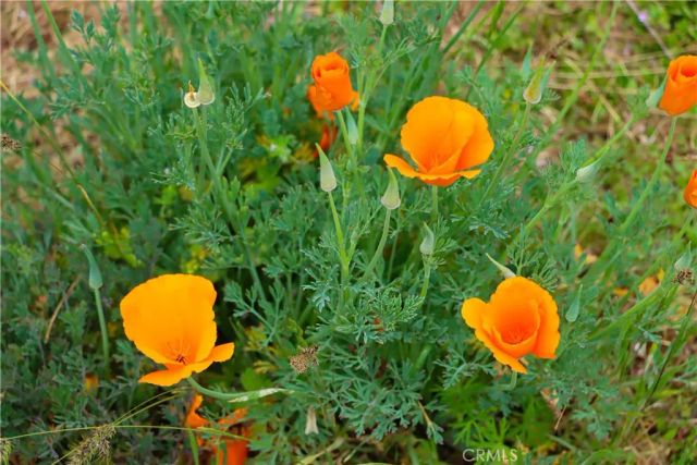 41820 Dillon, Ahwahnee, CA 93601