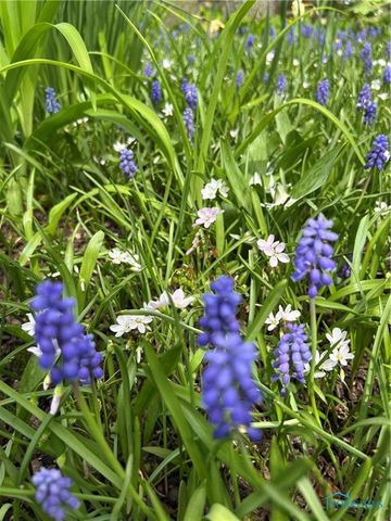 920 Bexley Drive, Perrysburg, OH 43551