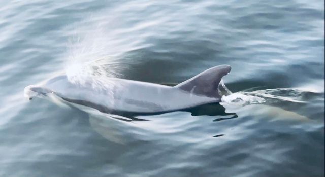 46 Morning Sun Court, Santa Rosa Beach, FL 32459