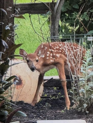 24140 W Fawn Road NE, Stacy, MN 55079