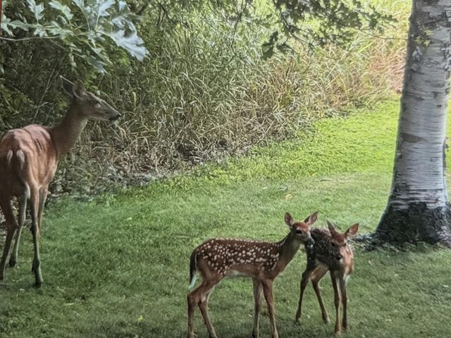 24140 W Fawn Road NE, Stacy, MN 55079