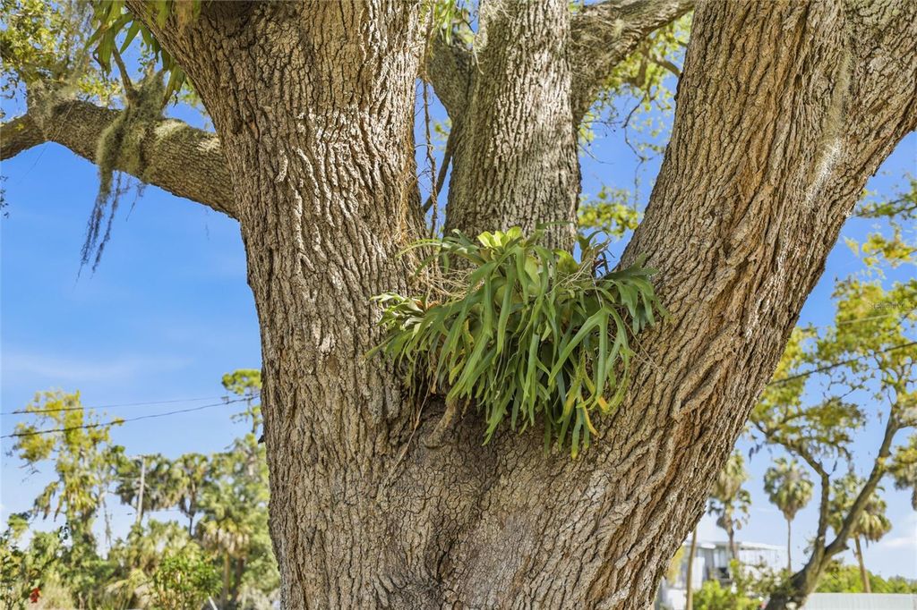 Image 46 of property listing at 906 TROPICAL DRIVE, Bradenton, FL 34208