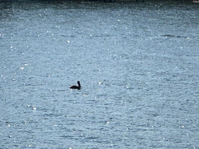 165 Lake Murray Terrace, Lexington, SC 29072