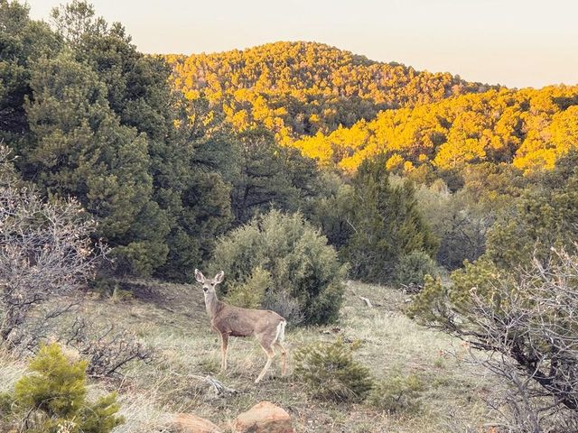 TBD Spanish Peaks Dr, Walsenburg, CO 81089