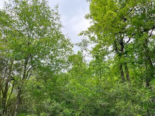 00 Cravens Camp Road, Silsbee, TX 77656