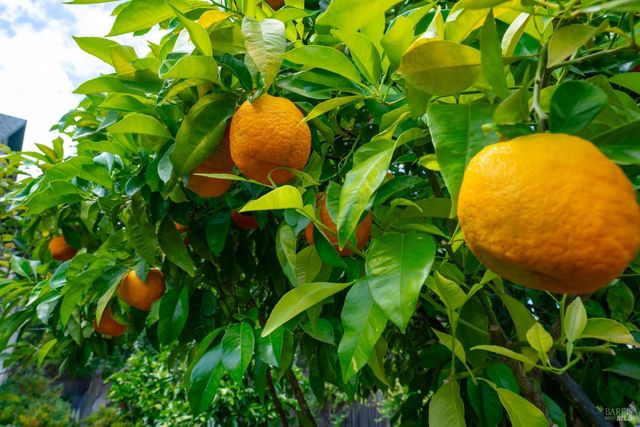 1330 Pine St, St. Helena, CA 94574