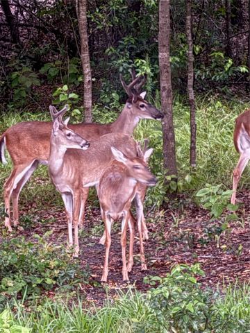 19511 SW 77TH LOOP, Dunnellon, FL 34432