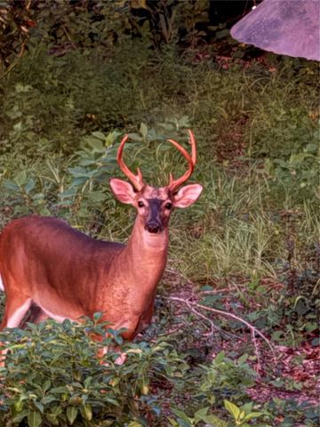 19511 SW 77TH LOOP, Dunnellon, FL 34432