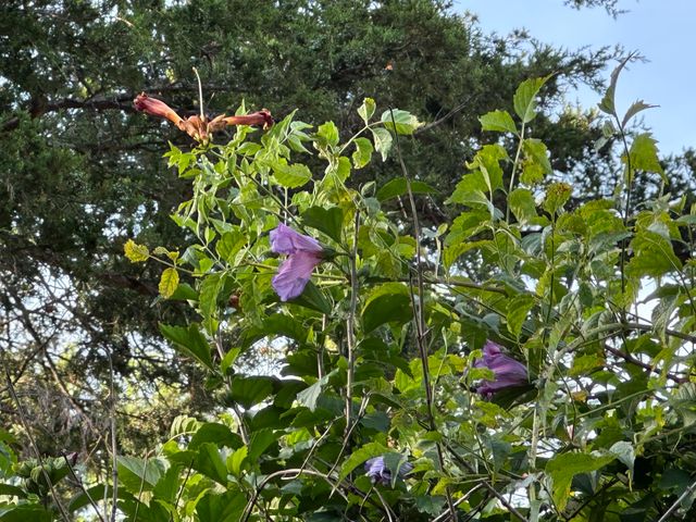 102 Westwood Drive, Branson, MO 65616