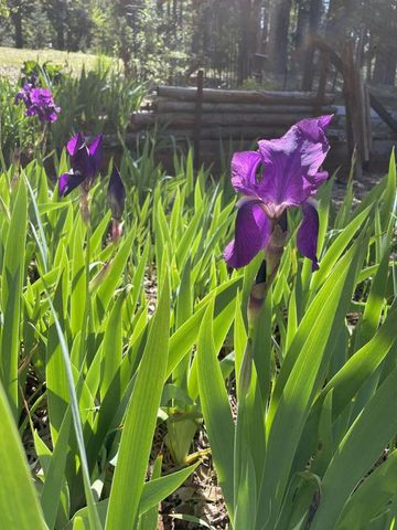 180 Dutch Flat Rd, Dutch Flat, CA 95714