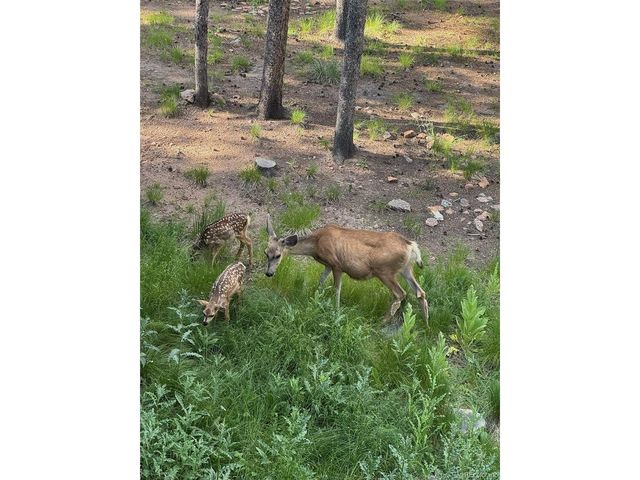 31556 Griffin Dr, Conifer, CO 80433