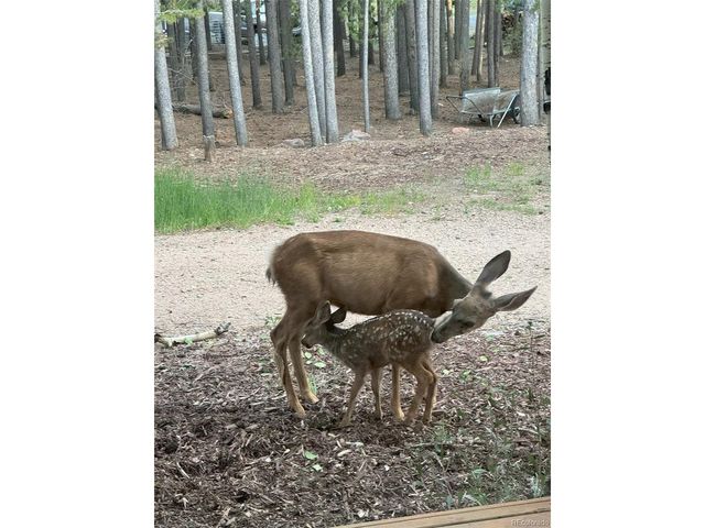 31556 Griffin Dr, Conifer, CO 80433
