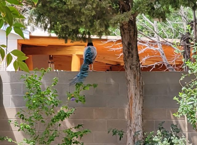 5100 Cordoniz Street NW, Albuquerque, NM 87120