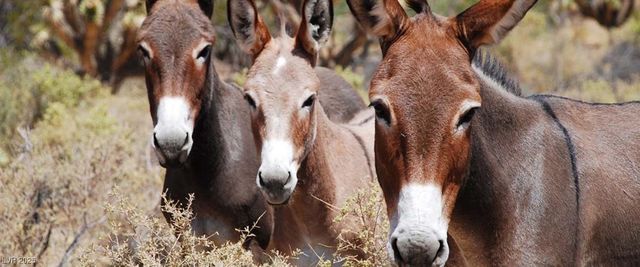 2201 Needles Avenue, Pahrump, NV 89048