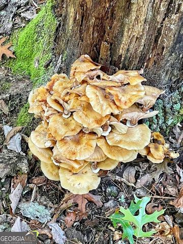 0 Blue Ridge Gap Road, Rabun Gap, GA 30568