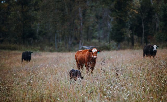 1224 County Road 3165, Salem, MO 65560