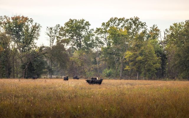 1224 County Road 3165, Salem, MO 65560