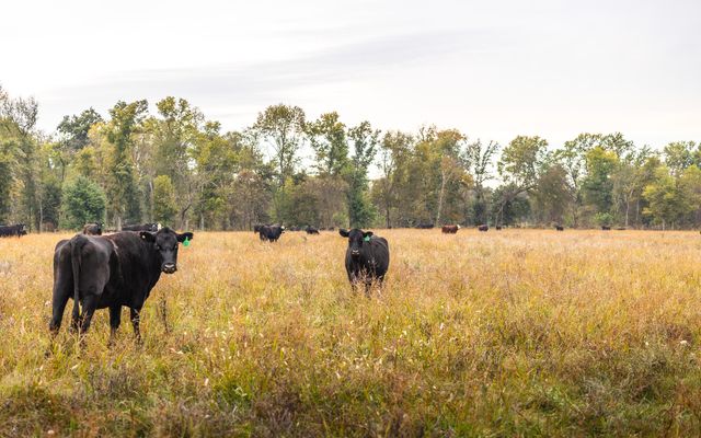 1224 County Road 3165, Salem, MO 65560