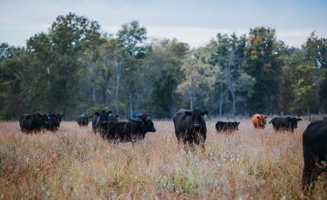 1224 County Road 3165, Salem, MO 65560