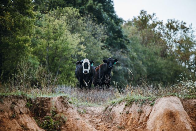 1224 County Road 3165, Salem, MO 65560