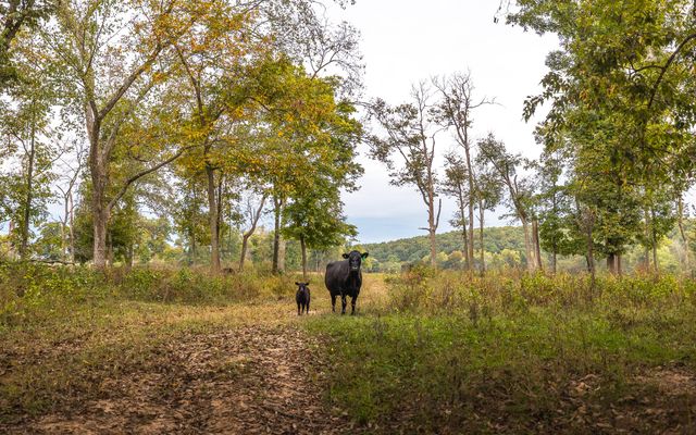 1224 County Road 3165, Salem, MO 65560