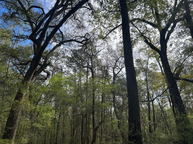 1 Boat Landing Road, Ridgeville, SC 29472