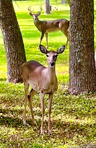 8651 Bindseil Ln, San Antonio, TX 78266