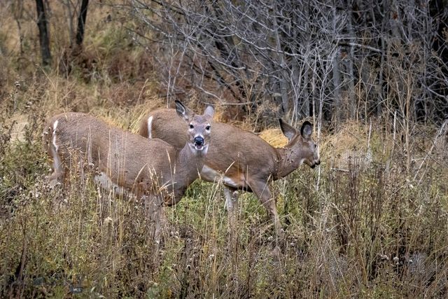 3096 Woodchuck Road, Bozeman, MT 59715