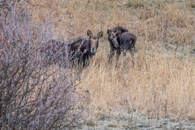 3096 Woodchuck Road, Bozeman, MT 59715