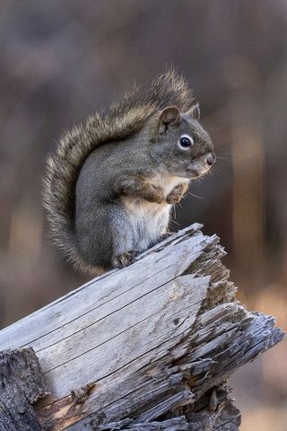 3096 Woodchuck Road, Bozeman, MT 59715