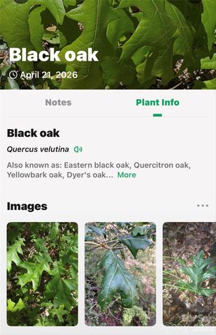 131-133 McKenzie Way N, Old Fort, NC 28762